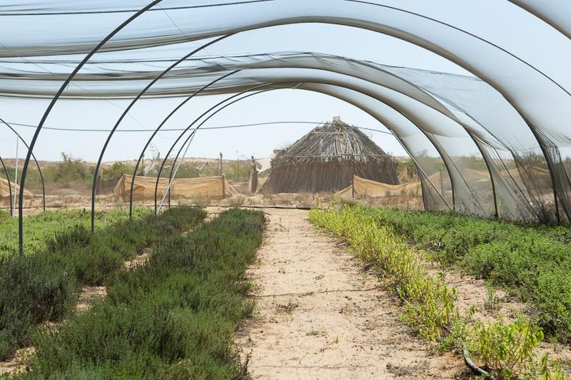 ערוגות צמחי במרפא בשירת המדבר ערוגות צמחי במרפא בשירת המדבר