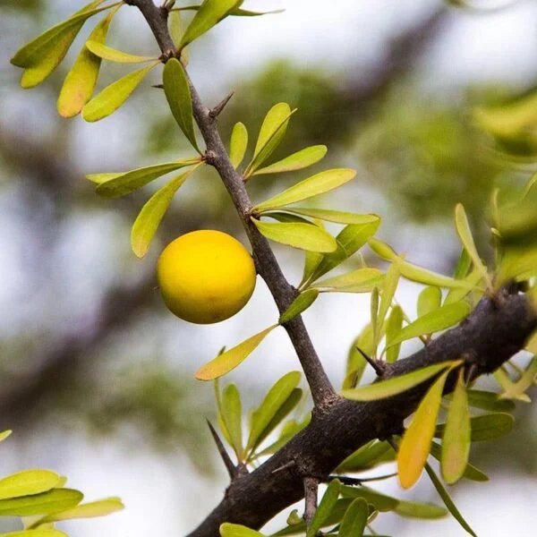Argan Night Cream - Image 2