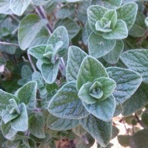 אזוב מצוי אורגני