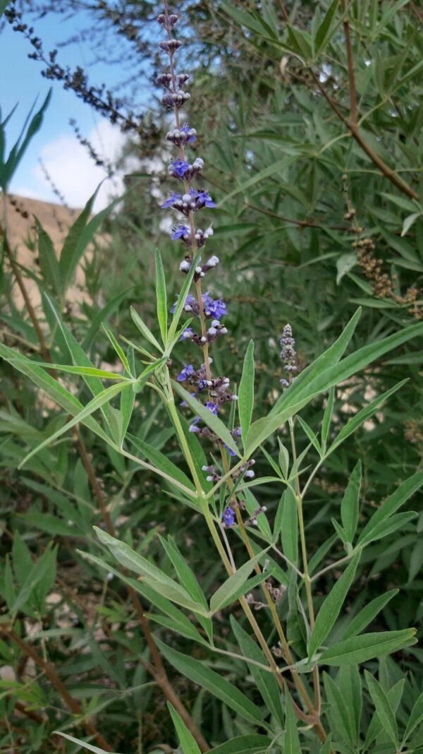 Vitex fruit - Image 3