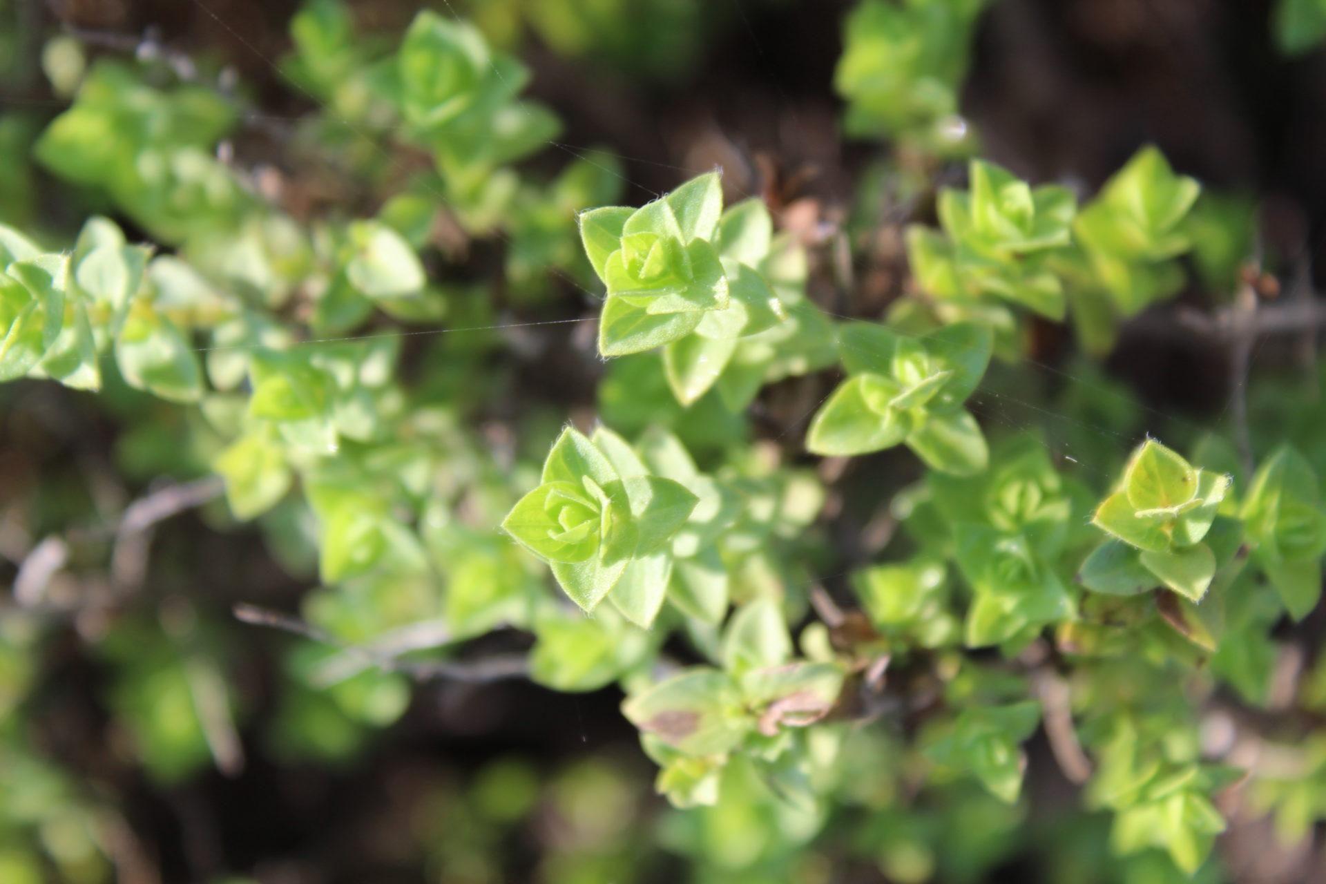 אזובית המדבר מקרוב