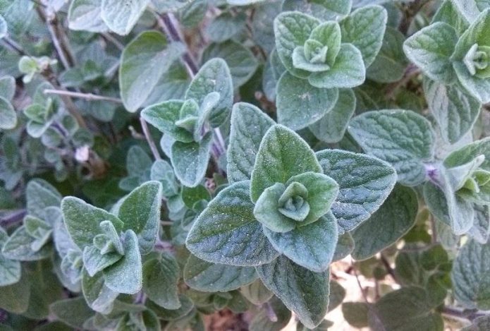 אזוב בחוות שירת המדבר