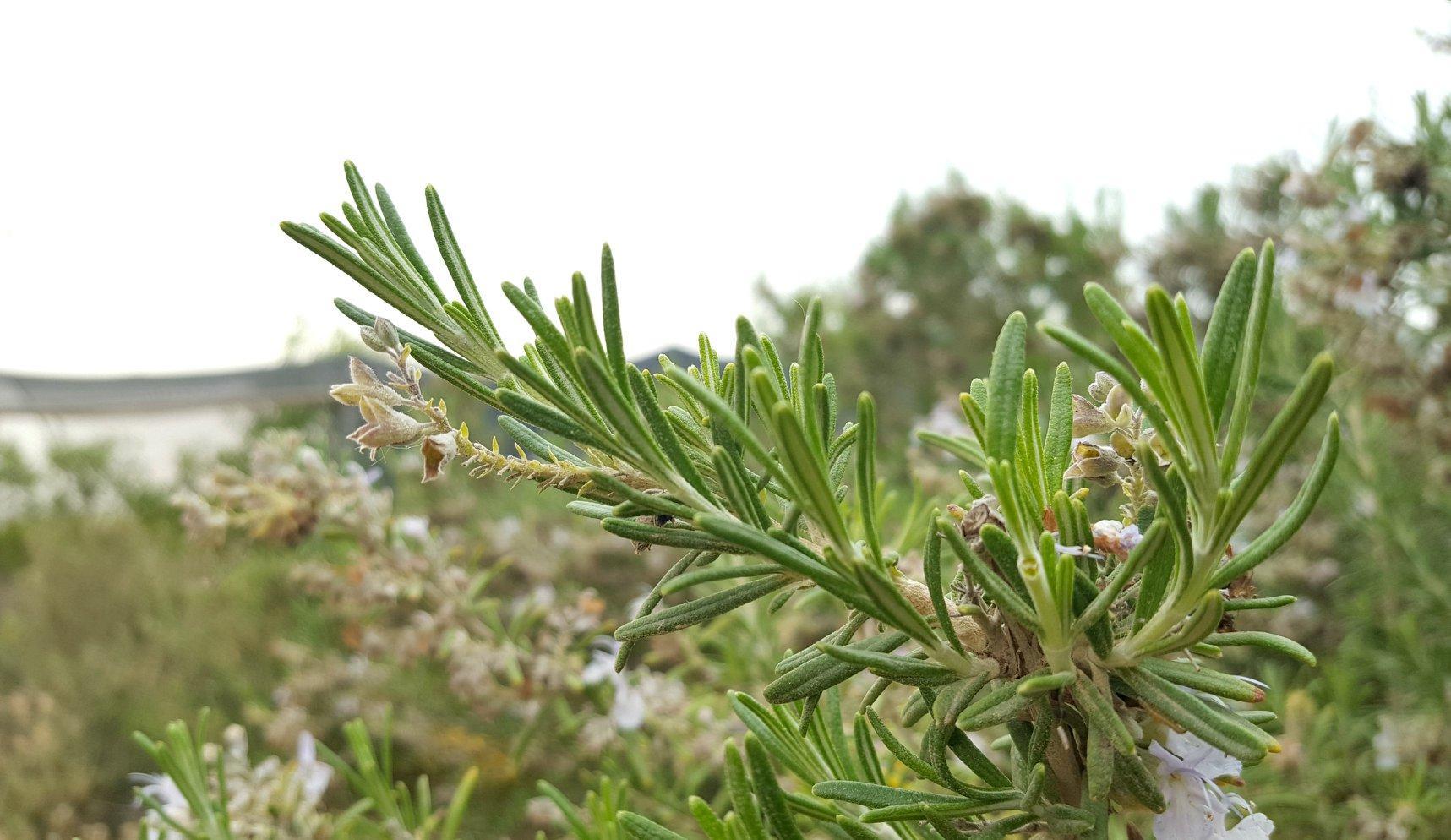 רוזמרין רפואי