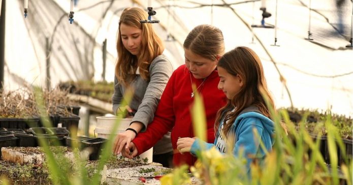 צמחי מרפא לשתול בטו בשבט