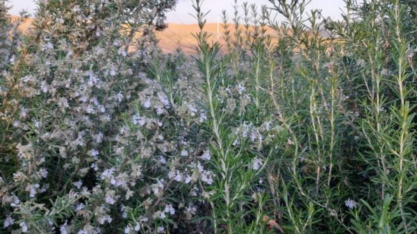 Organic Rosemary Leaves - Image 3