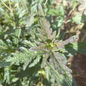 ורבנה רפואית