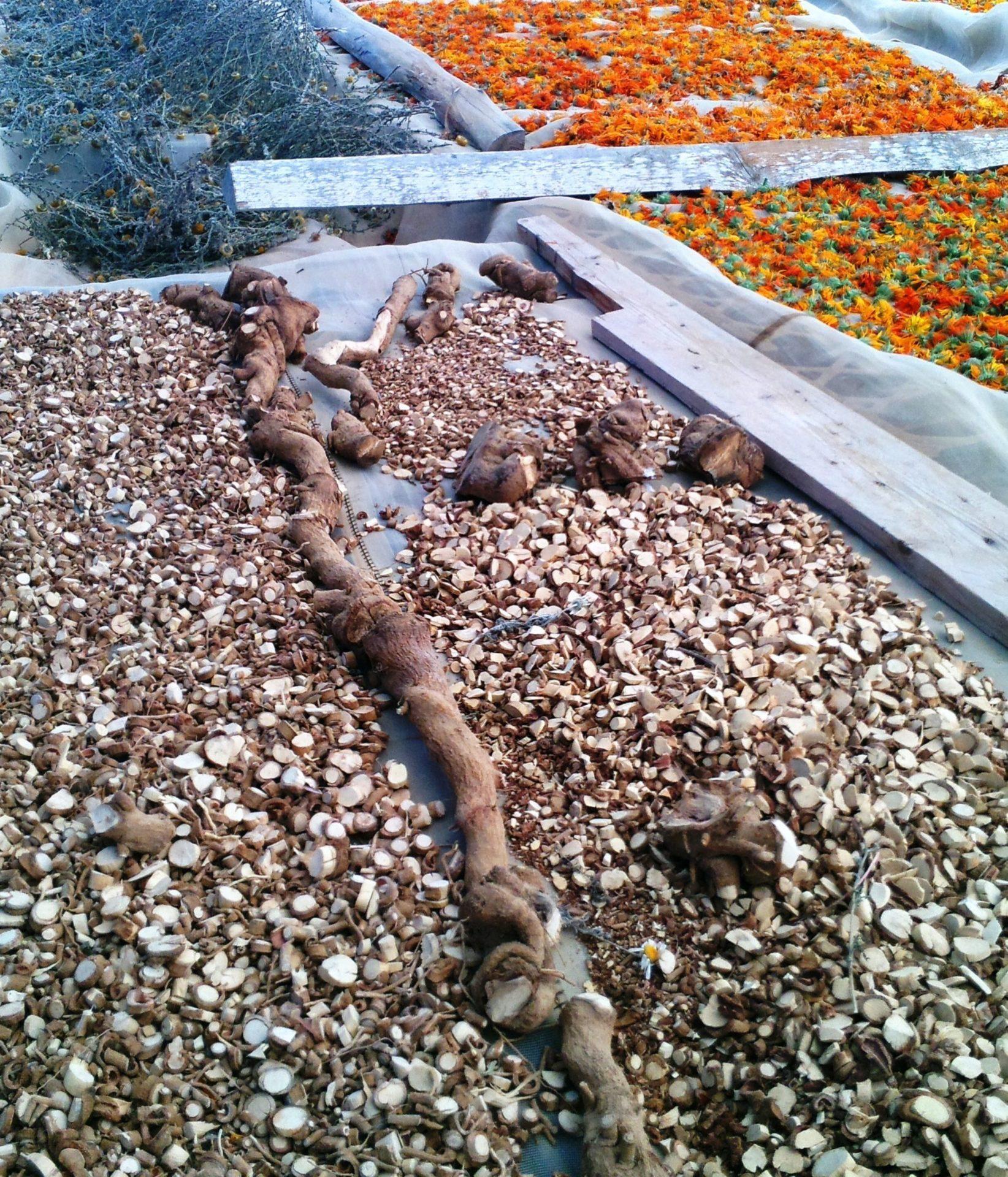 ייבוש צמחים בשירת המדבר