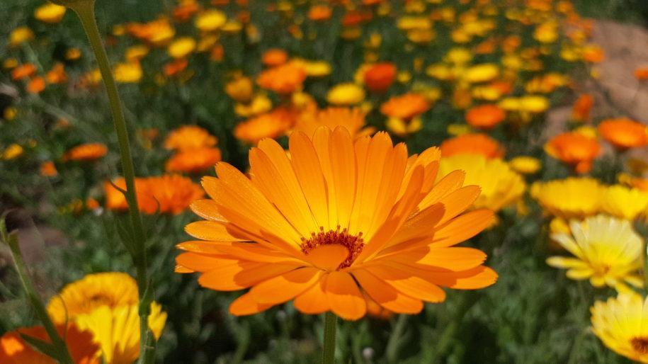 פרחי קלנדולה בשדה הקלנדולה בשירת המדבר
