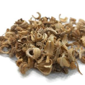 זרעי קלנדולה