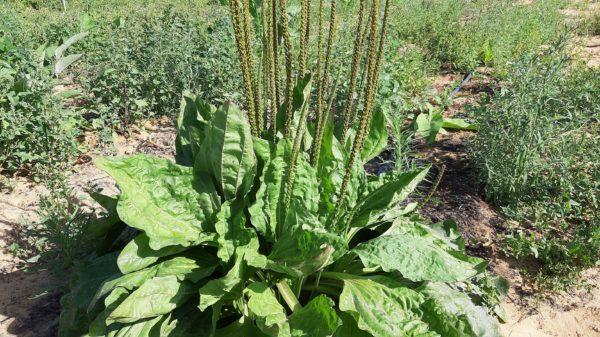 לחך גדול בחוות שירת המדבר