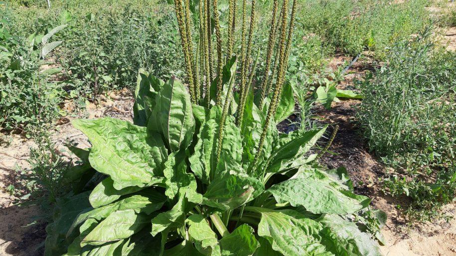 לחך גדול בחוות שירת המדבר