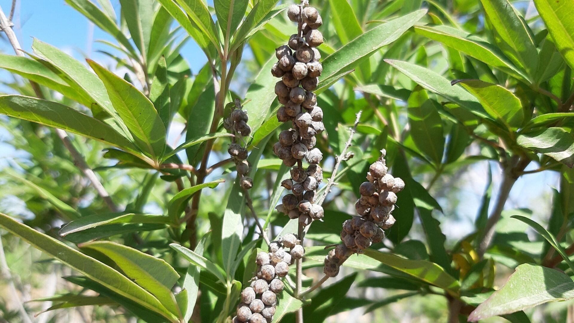 שיח אברהם - שירת המדבר
