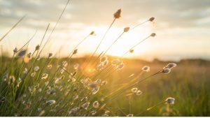 צאו לטבע ולשמש