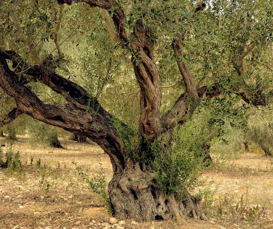 נפלאות עלי הזית 1 שימוש בעלי זית לרפואה