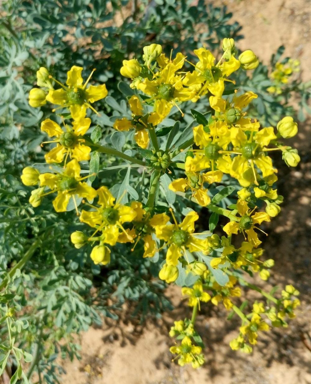 סגולות צמח הפיגם