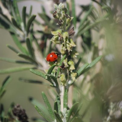 חיפושית משה רבנו על הרוזמרין