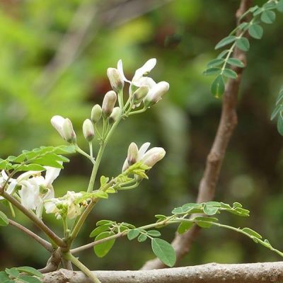 moringa_600 מורינגה מכונפת