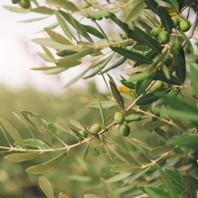 olive-tree_600 זית אירופאי